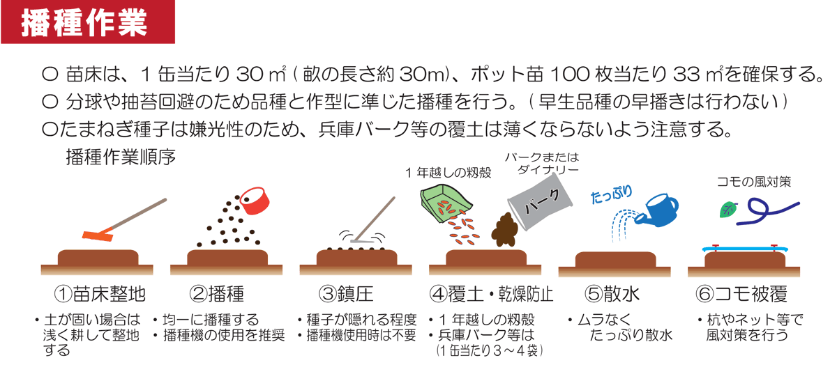 たまねぎ栽培について「播種作業」