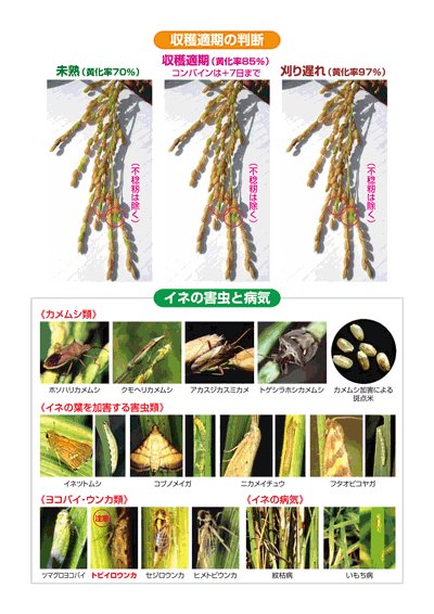 JA淡路日の出
「収穫適期の判断、イネの害虫と病気」