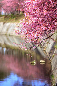 JA淡路日の出 管内の四季「桜と梅で春を満喫02」
