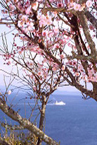 JA淡路日の出 管内の四季「桜と梅で春を満喫05」