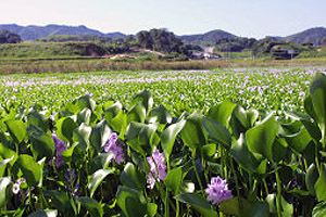 JA淡路日の出 管内の四季「花のある風景03」