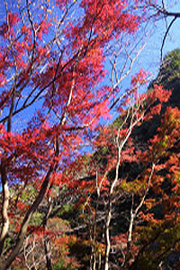 JA淡路日の出 管内の四季「紅葉で秋を満喫02」