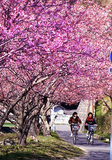 四季の写真館　お気に入り10選　ベスト1「緋寒桜（洲本市宇原）」