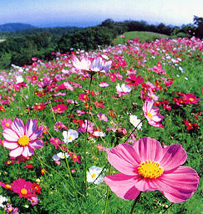 JA淡路日の出 管内の四季「花のある風景02」