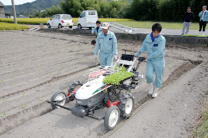 1月の収穫を目指してハクサイを定植するＪＡ淡路日の出の職員