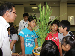 稲の花を観察する児童