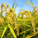 稲作栽培について