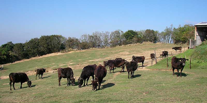 ＪＡ淡路日の出　淡路島の特産品「淡路ビーフ」おいしさの秘密