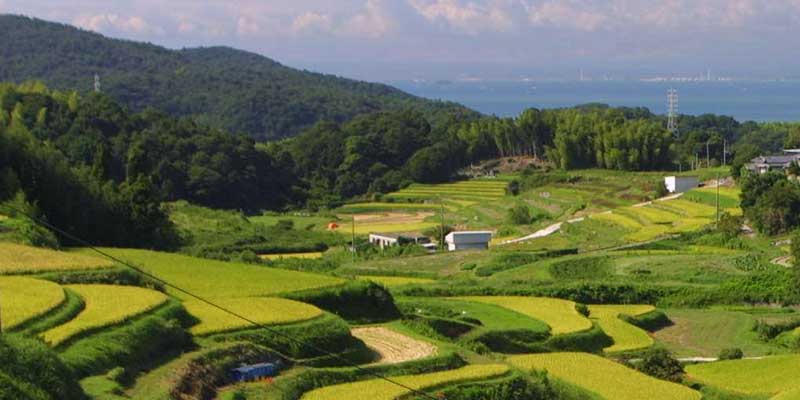 ＪＡ淡路日の出　淡路島の特産品「淡路島パワベジ」の