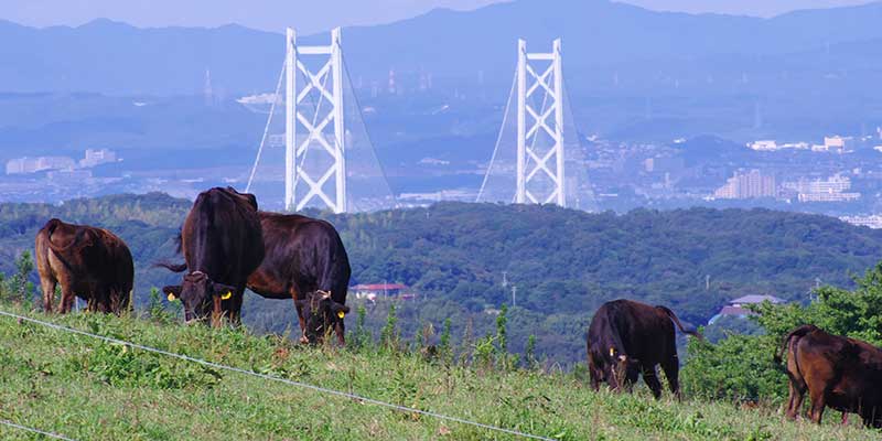 ＪＡ淡路日の出　淡路島の特産品「淡路ビーフ」