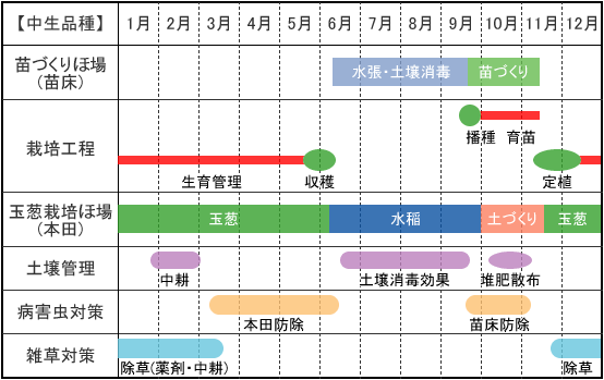 淡路島たまねぎ　栽培管理体系表