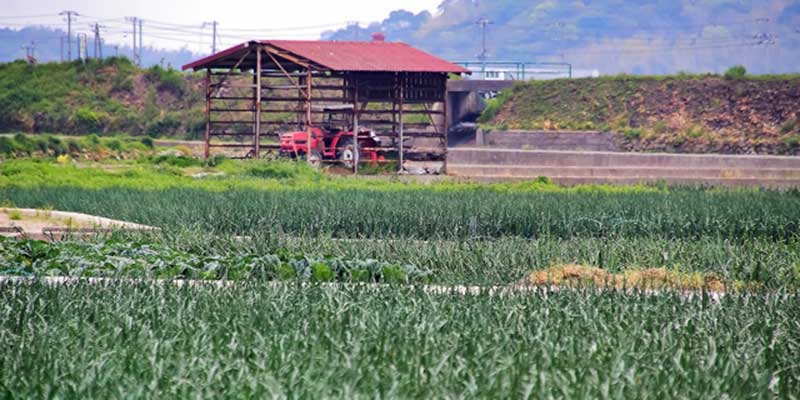 ＪＡ淡路日の出　淡路島の特産品「淡路島たまねぎ」たまねぎの雑学