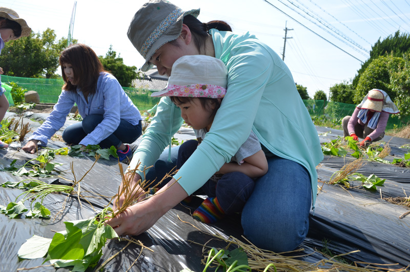 2015年6月のトピックス「親子でサツマイモ植え体験」