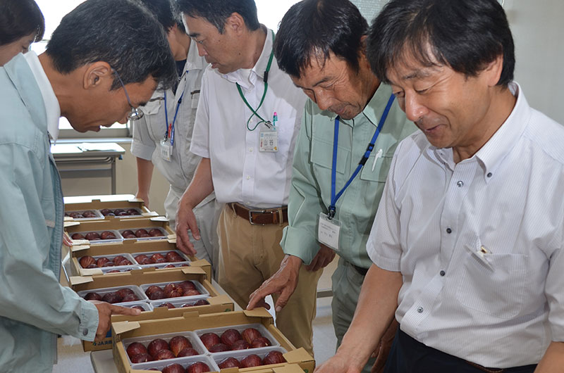 2019年9月のトピックス「淡路島いちじく品評会、池本さん知事賞」