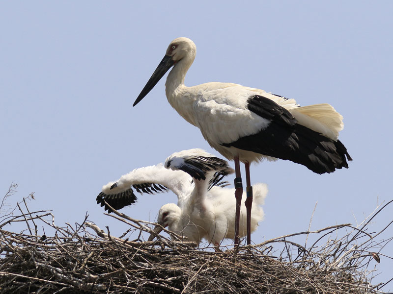 2021年5月のトピックス「親鳥が見守る中、羽を動かすひな（左）<br>（淡路市：山本喜一さん提供）」