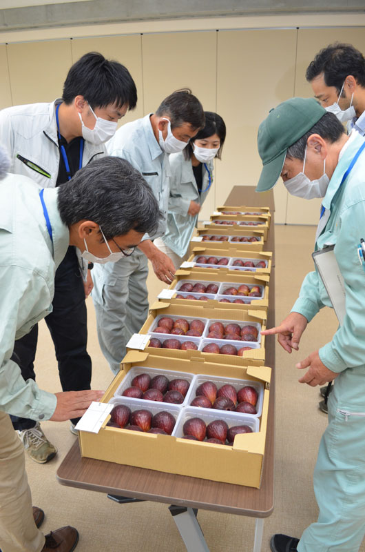 2021年9月のトピックス「淡路島いちじく品評会」