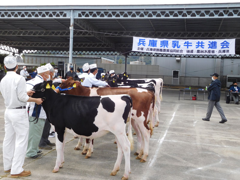 2021年11月のトピックス「令和3年度兵庫県乳牛共進会」