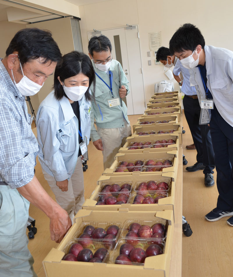 2022年9月のトピックス「第11回淡路島いちじく品評会」