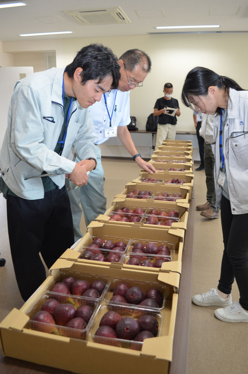 2023年9月のトピックス「イチジクを見比べる審査員」