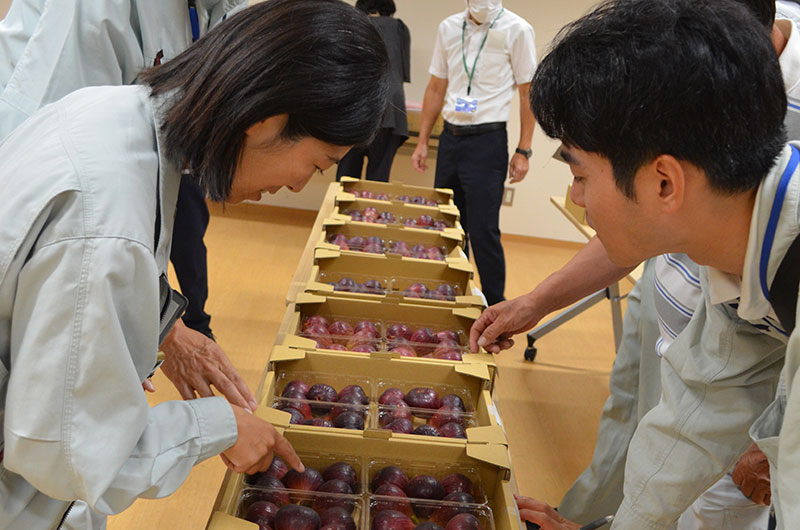 2024年9月のトピックス「淡路島いちじく品評会」