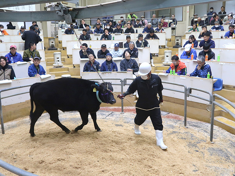 2025年11月のトピックス「せりにかけられる子牛」